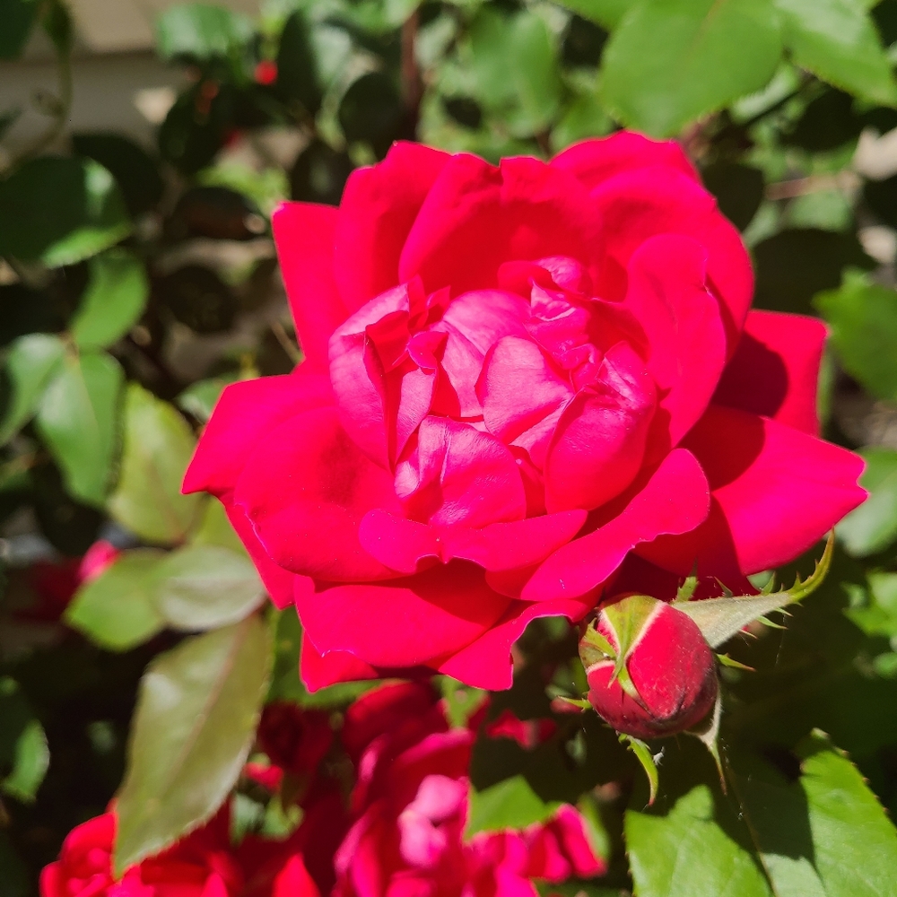 POSHMARK AMBASSADOR ALL REASONABLE OFFERS EXCEPTED